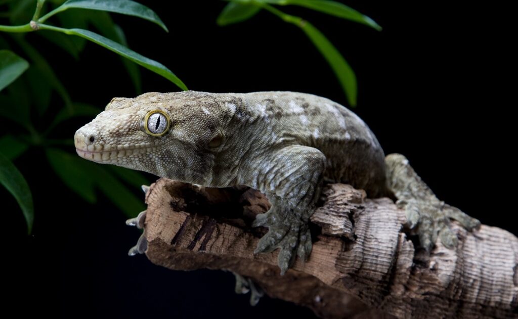 What is a Leachie Gecko?