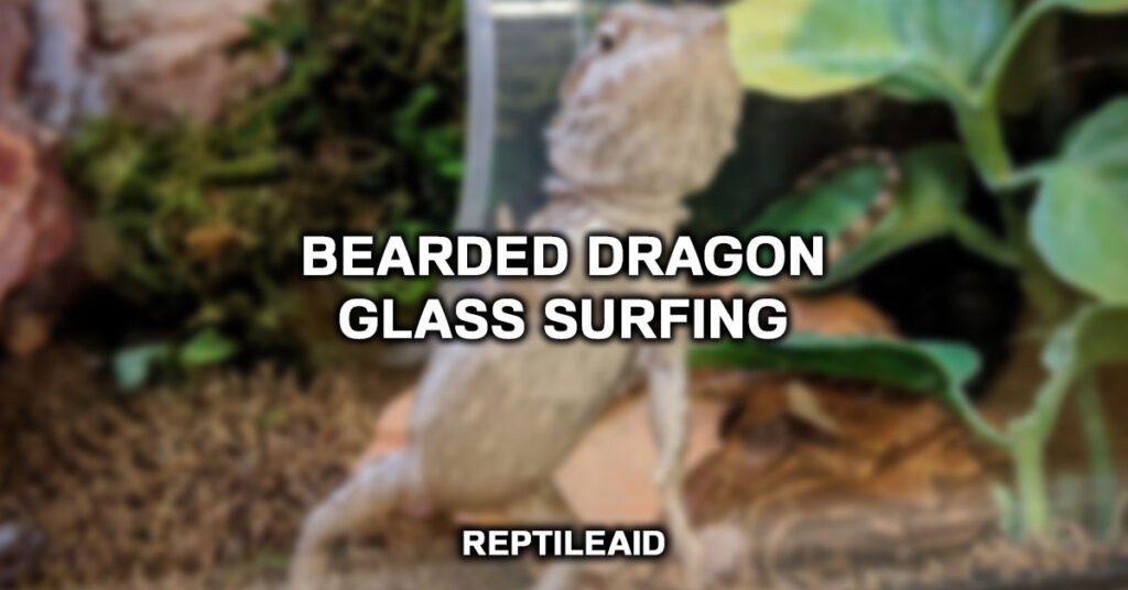 Bearded Dragon Glass Surfing