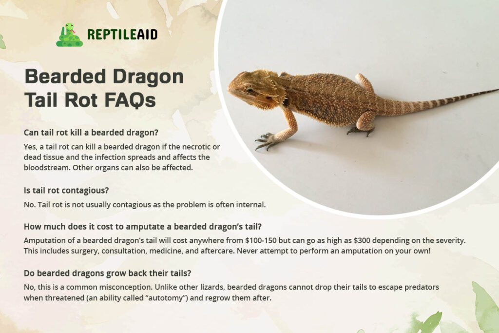 Bearded Dragon Tail Rot FAQs