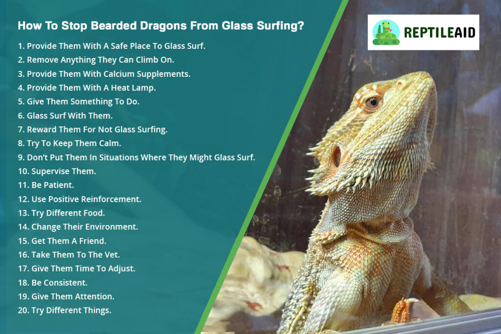 How To Stop Bearded Dragons From Glass Surfing