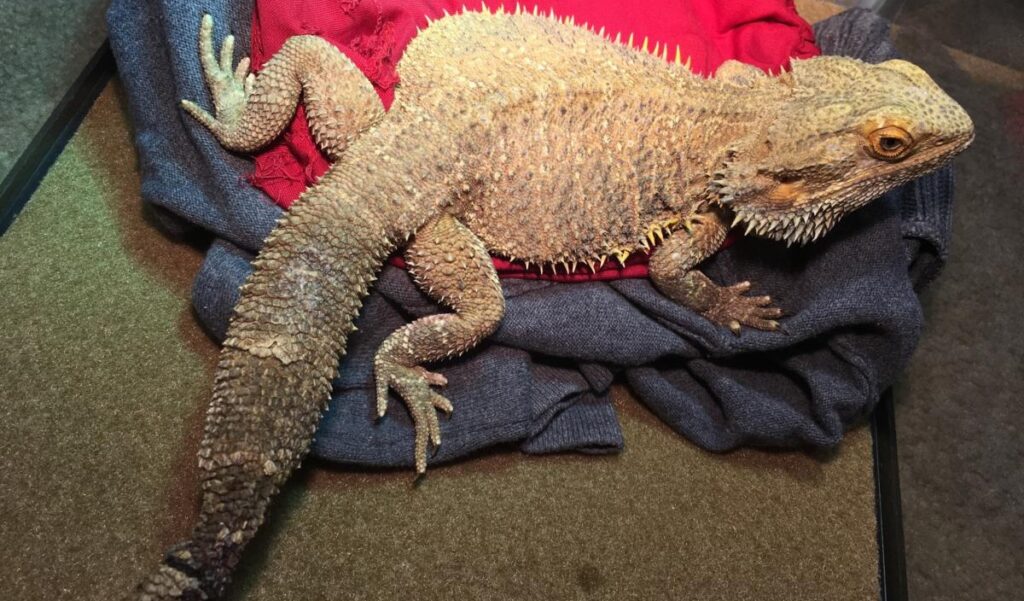 How dangerous is tail rot to Beardies