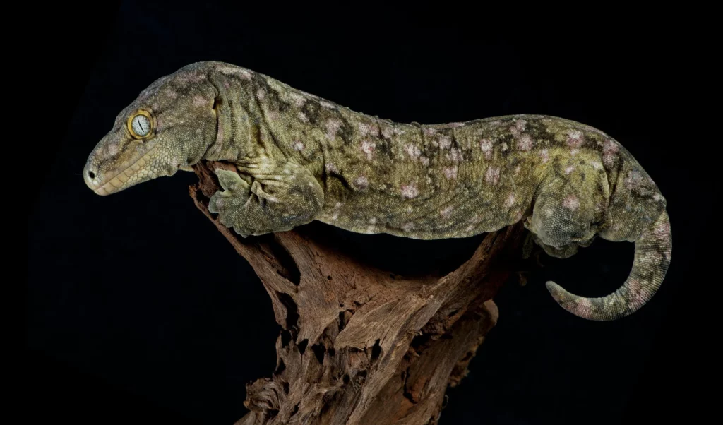 How much do Leachie Geckos cost?