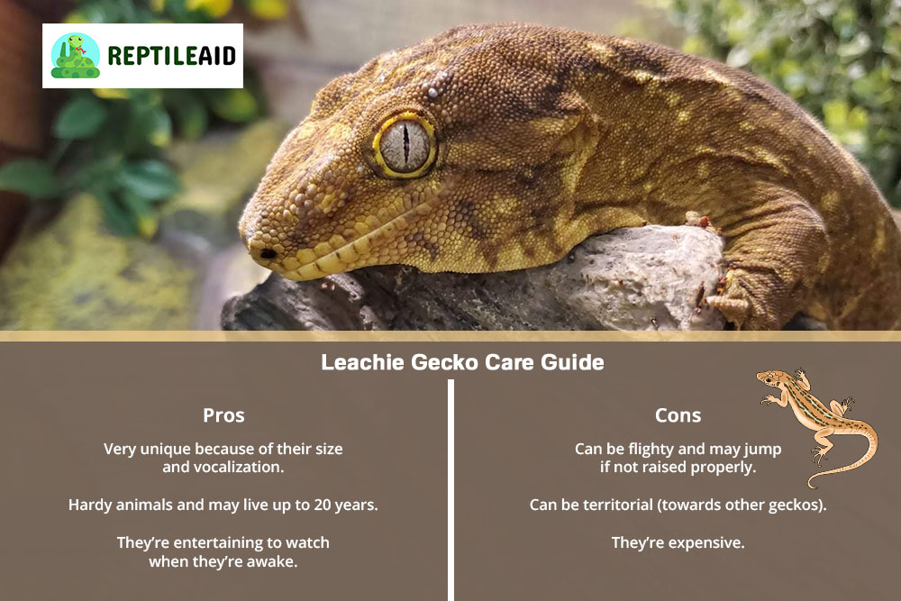 Leachie Gecko Care Guide