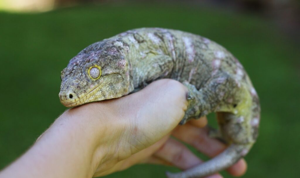 Leachie Gecko Behavior and Temperament