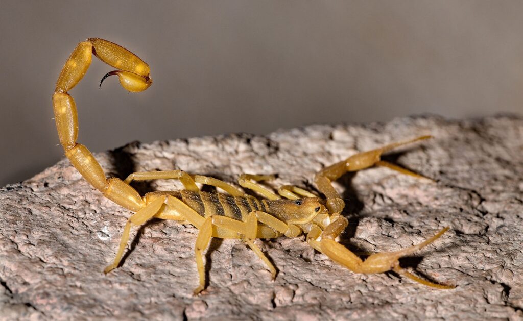 Striped Tail Scorpion