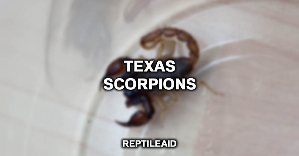 Texas Scorpions