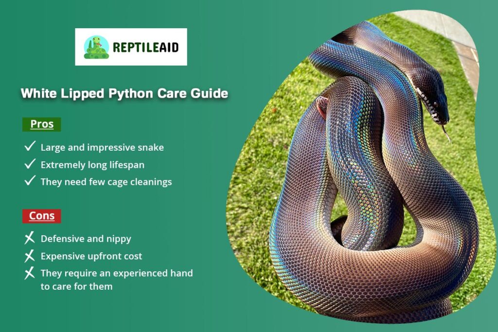 White Lipped Python Care Guide