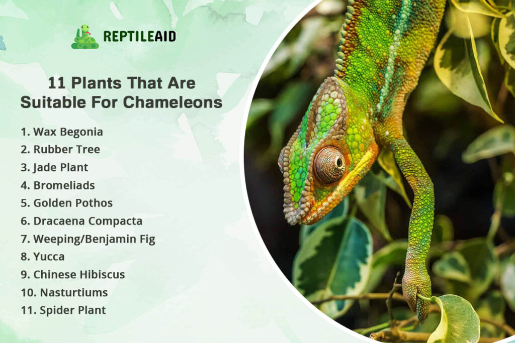 11 Plants That Are Suitable For Chameleons