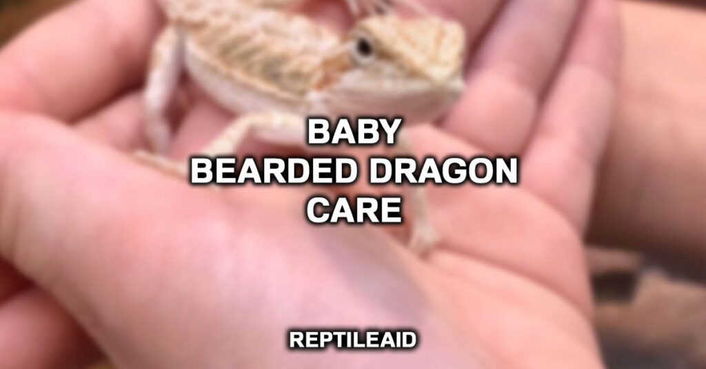 Baby Bearded Dragon Care