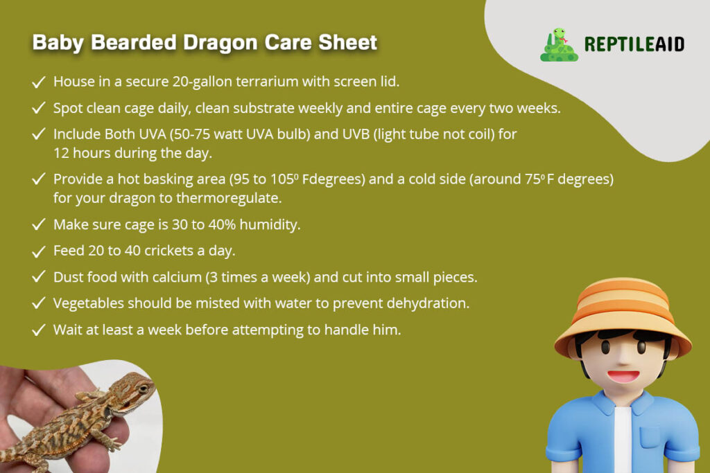 Baby Bearded Dragon Care Sheet