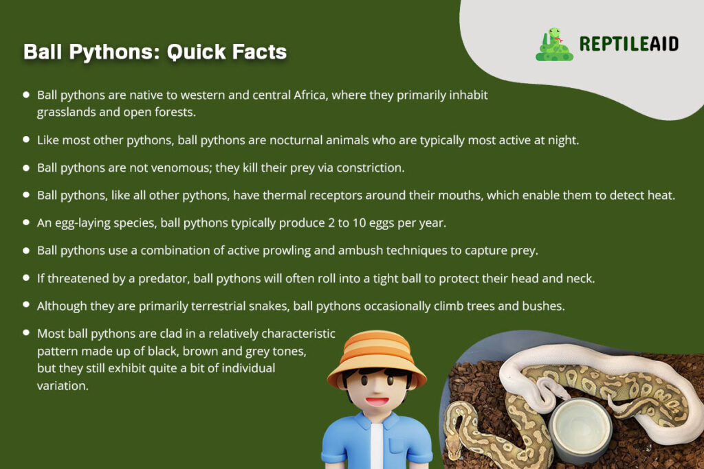 Ball Pythons Quick Facts