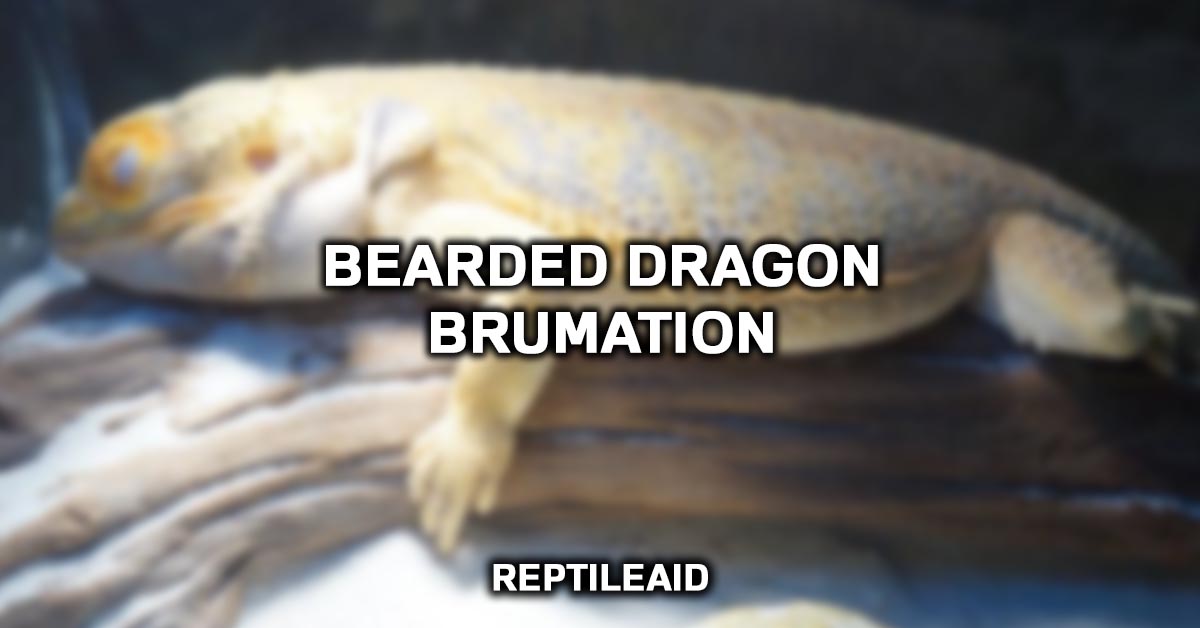 Bearded Dragon Brumation