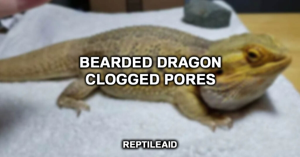 Bearded Dragon Clogged Pores
