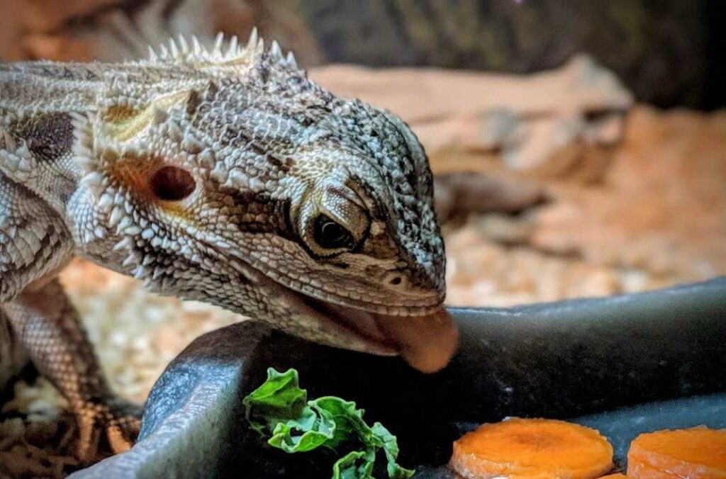  Bearded Dragons are not picky eaters