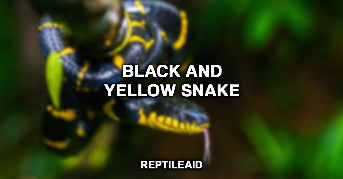 Black And Yellow Snake