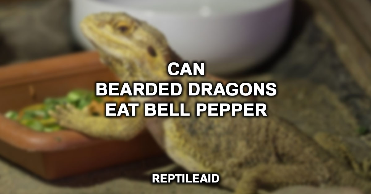 Can Bearded Dragons Eat Bell Pepper