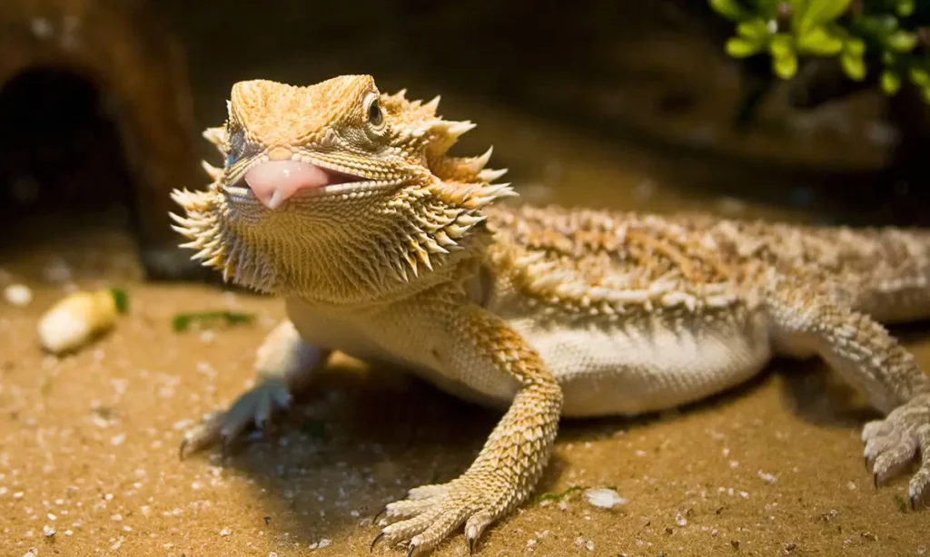 Can Bearded Dragons see in color?