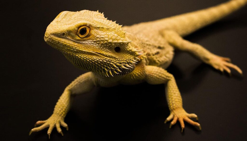 Can Bearded Dragons see in the dark?