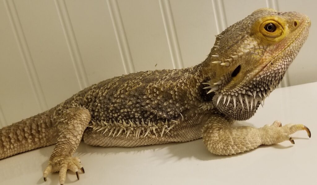 Causes of a Clogged Pore on a Bearded Dragon