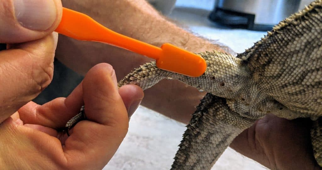 Cleaning Bearded Dragon Clogged Pores