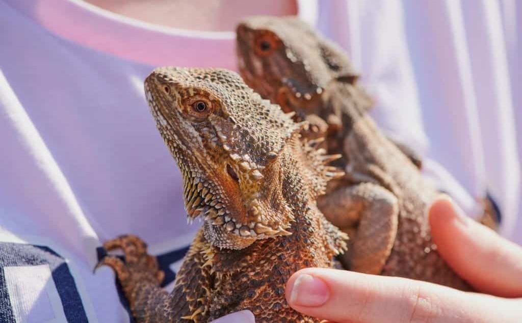 Difference between a male and a female bearded dragon