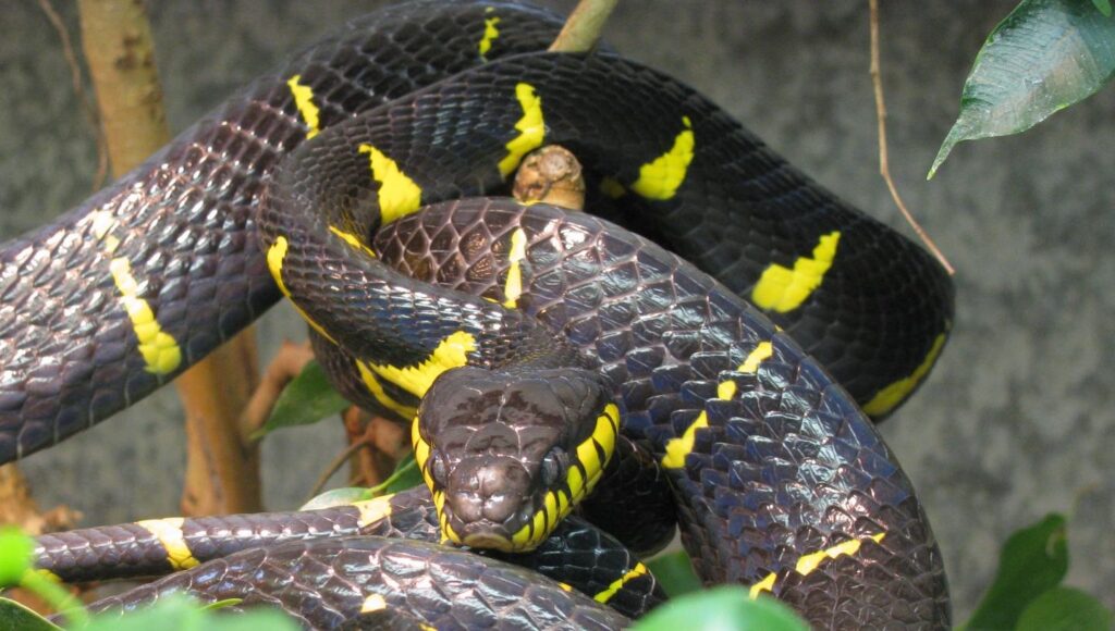 Gold-ringed cat snake