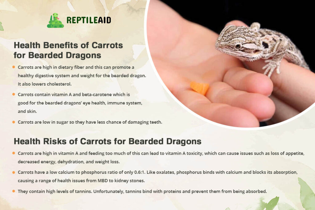 Health Benefits of Carrots for Bearded Dragons