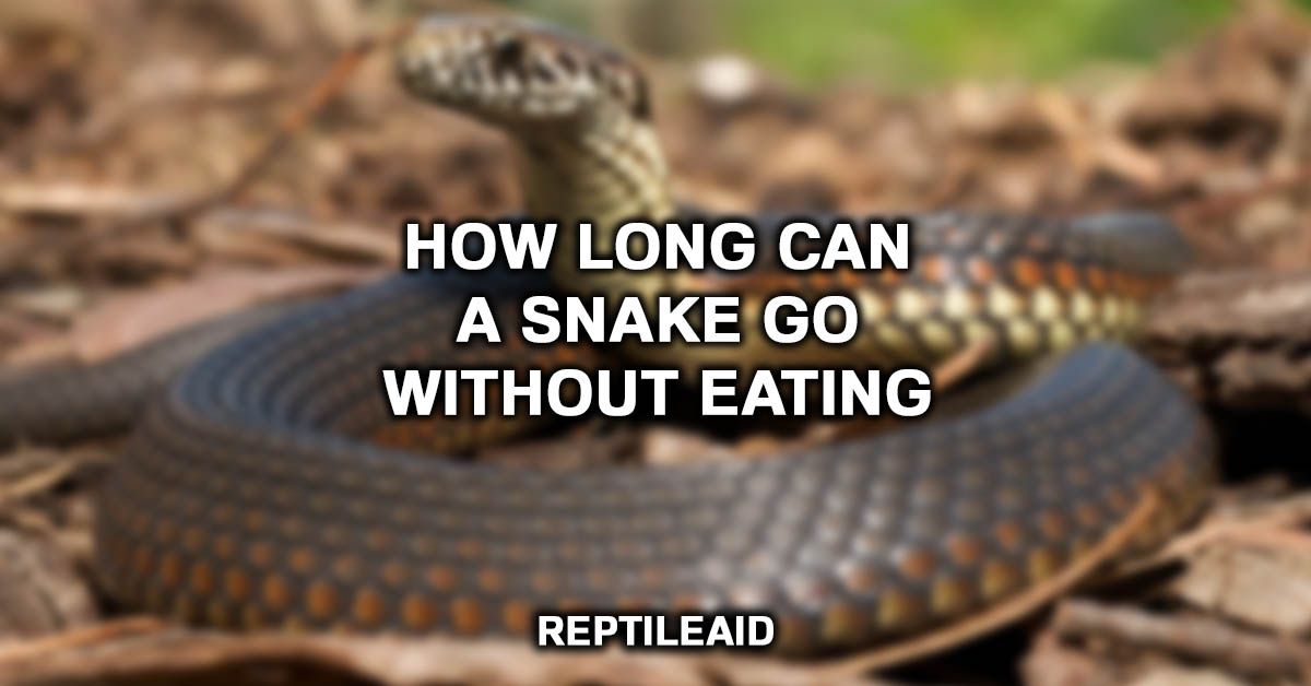 How Long Can A Snake Go Without Eating