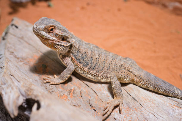 How can you tell if a bearded dragon is male?