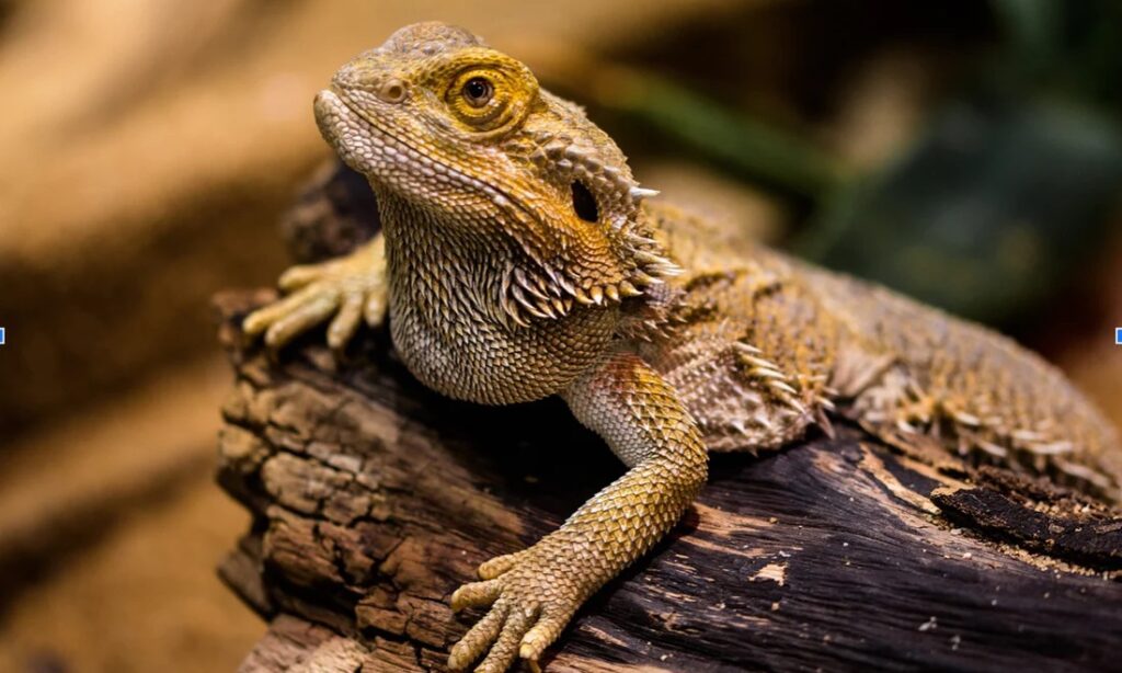 How do Bearded Dragons see?