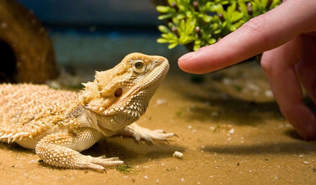 How do Bearded Dragons view their owners?