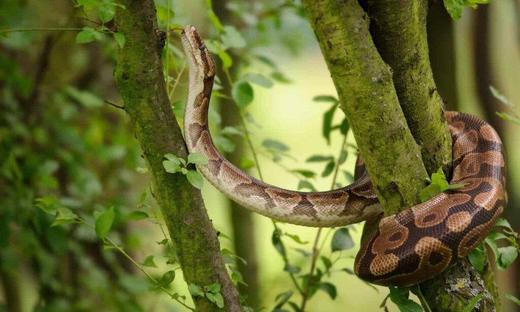 How do I know if a snake is captive-bred?