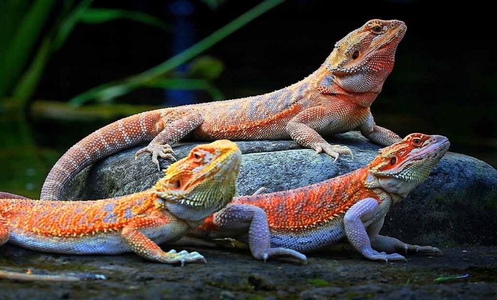 How important is it for a Bearded Dragon to see?