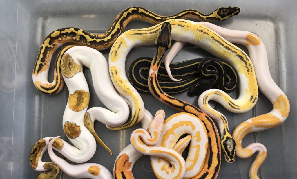 How to breed Ball Pythons?