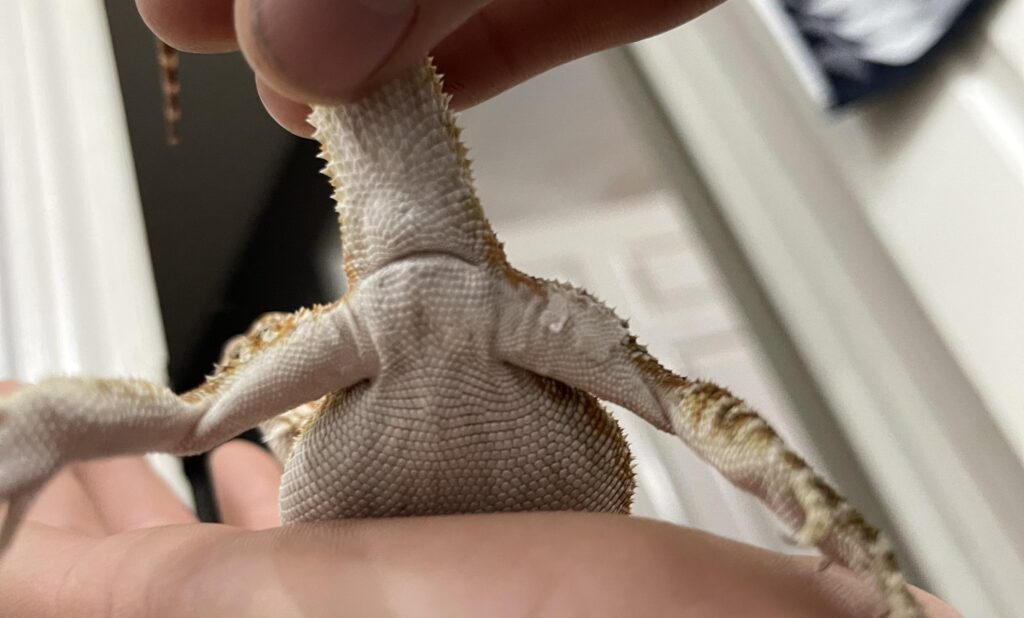 How to sex a Bearded Dragon?