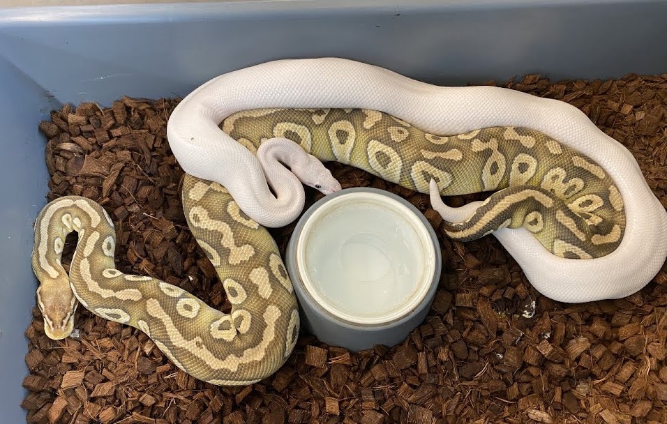 Is it easy to breed ball pythons?