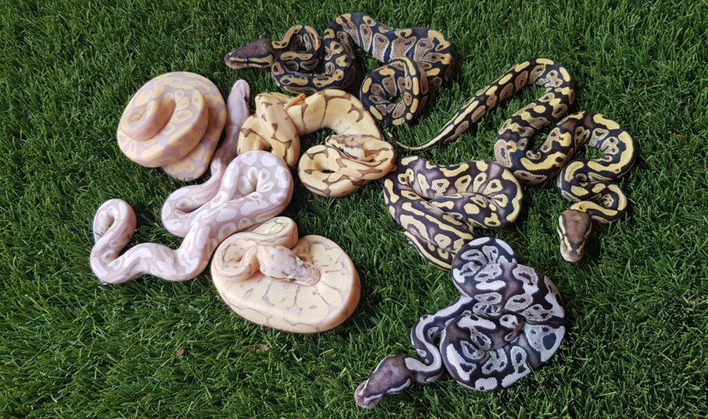Is it legal to breed ball pythons?