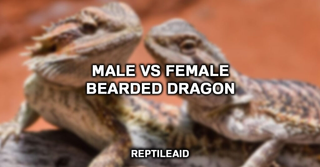 Male vs Female Bearded Dragon