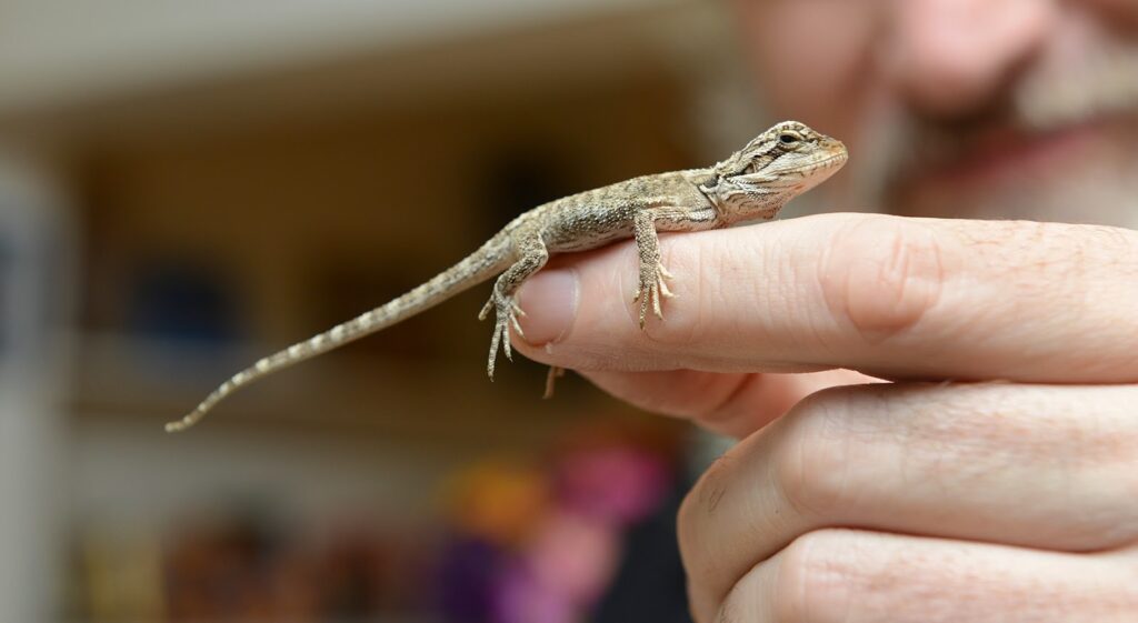 Picking a healthy baby bearded dragon