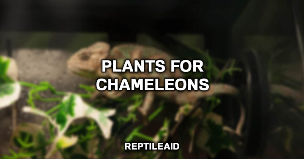 Plants For Chameleons