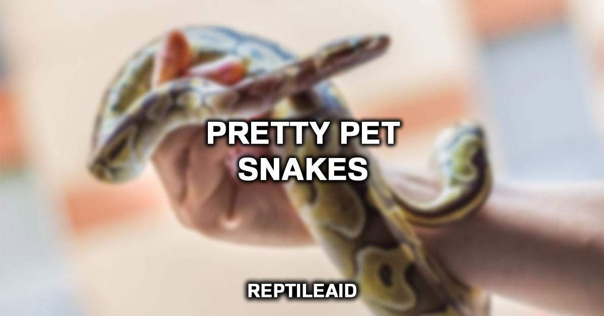 Pretty Pet Snakes