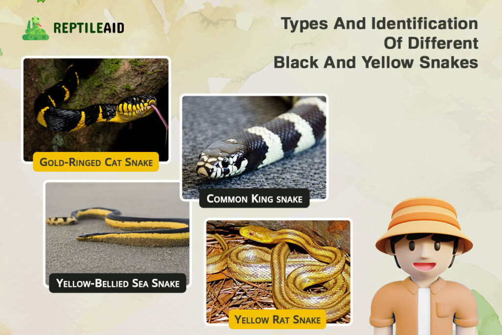 Types And Identification Of Different Black And Yellow Snakes