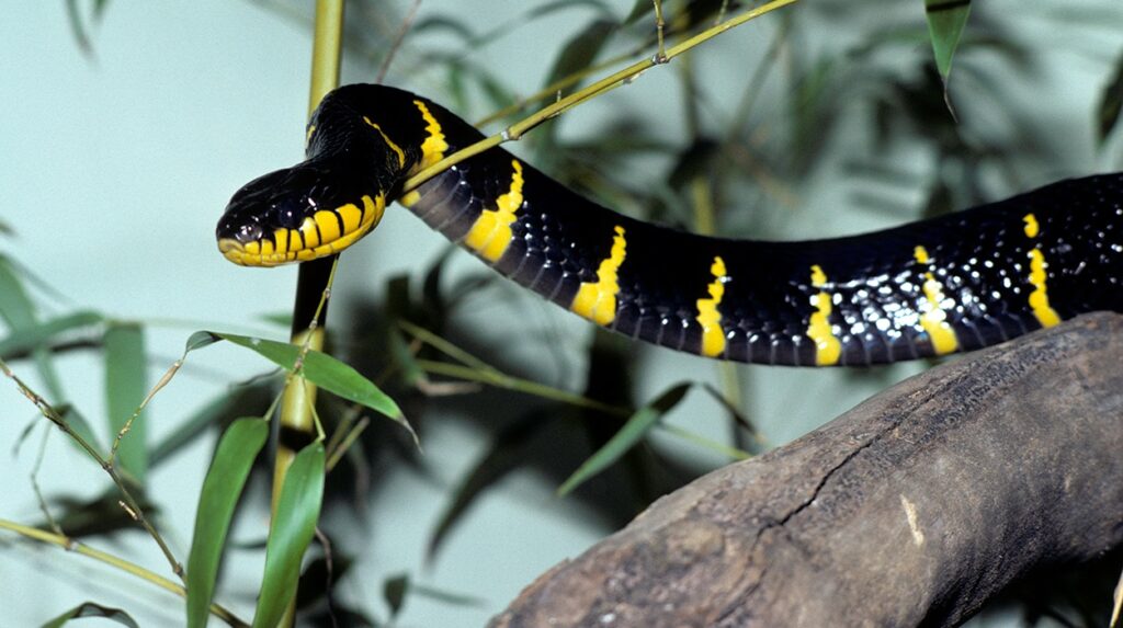 What is a black and yellow snake