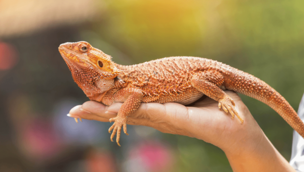 What colours can a Bearded Dragon see?