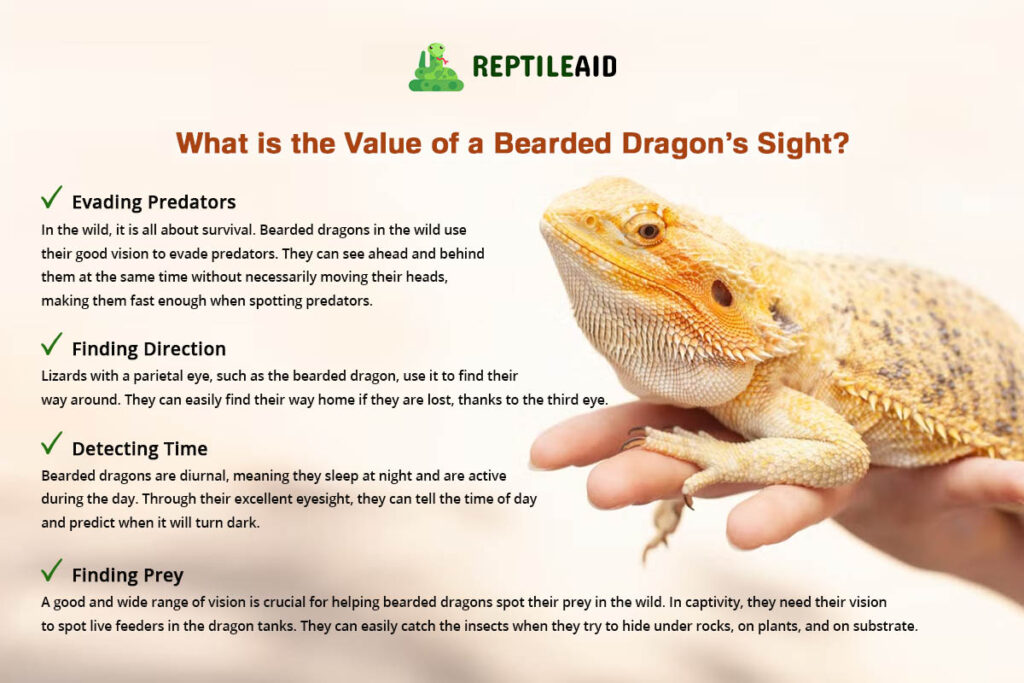 What is the Value of a Bearded Dragon’s Sight