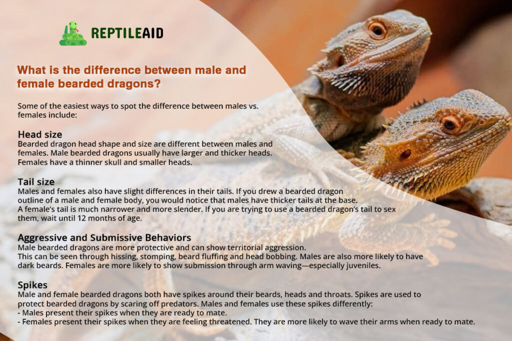 What is the difference between male and female bearded dragons