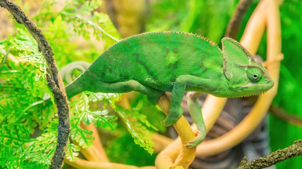 Why are plants considered important in a Chameleon's Habitat?