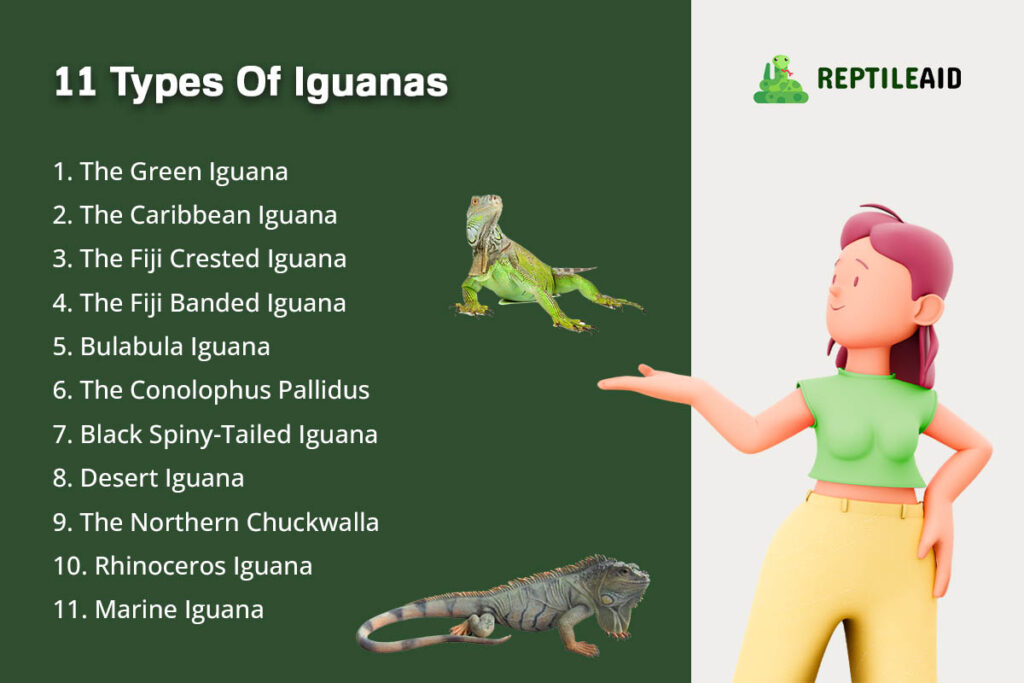 11 Types Of Iguanas