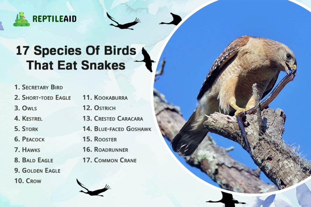 17 Species Of Birds That Eat Snakes 