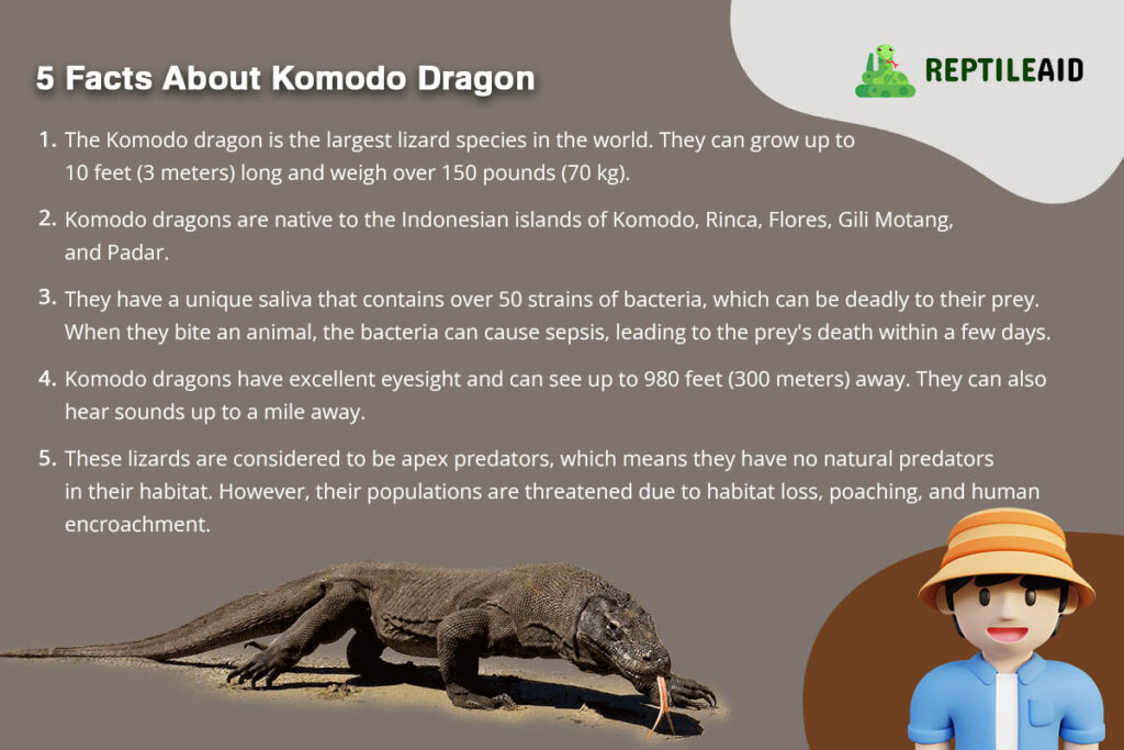 5 Facts About Komodo Dragon